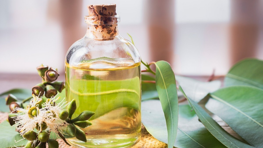 Exploring the Aromatherapy Potential of Eucalyptus Essential Oil