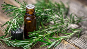 Rosemary Essential Oil and Its Antimicrobial Properties: Supporting Immune Health Naturally