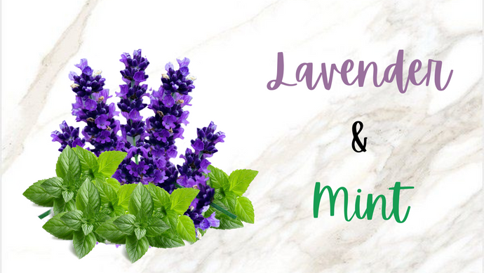 Refreshing Your Scalp: Mint and Lavender Shampoo for a Clean and Invigorated Feel